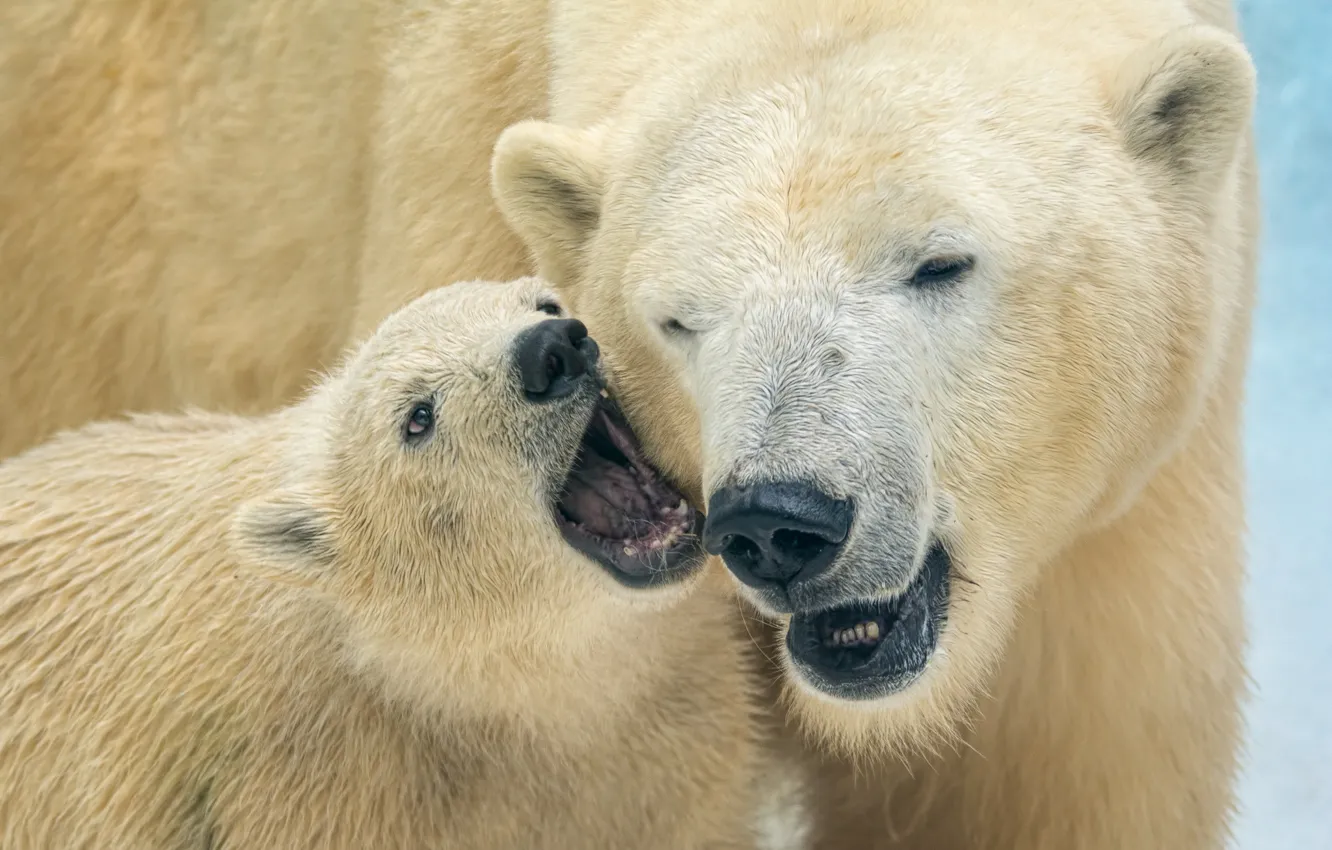 Фото обои медведи, медвежонок, белые медведи, медведица, полярные медведи