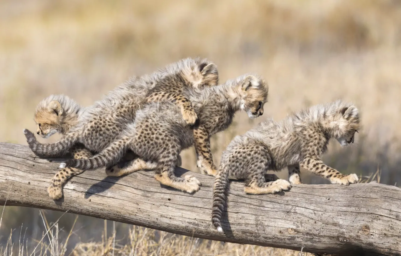 Фото обои малыш, гепард, бревно