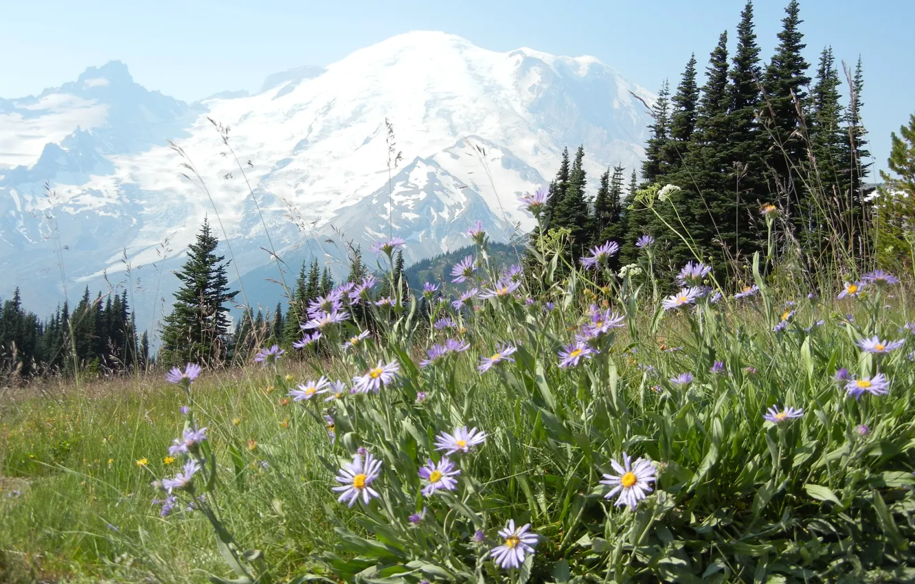 Фото обои лес, цветы, горы, природа