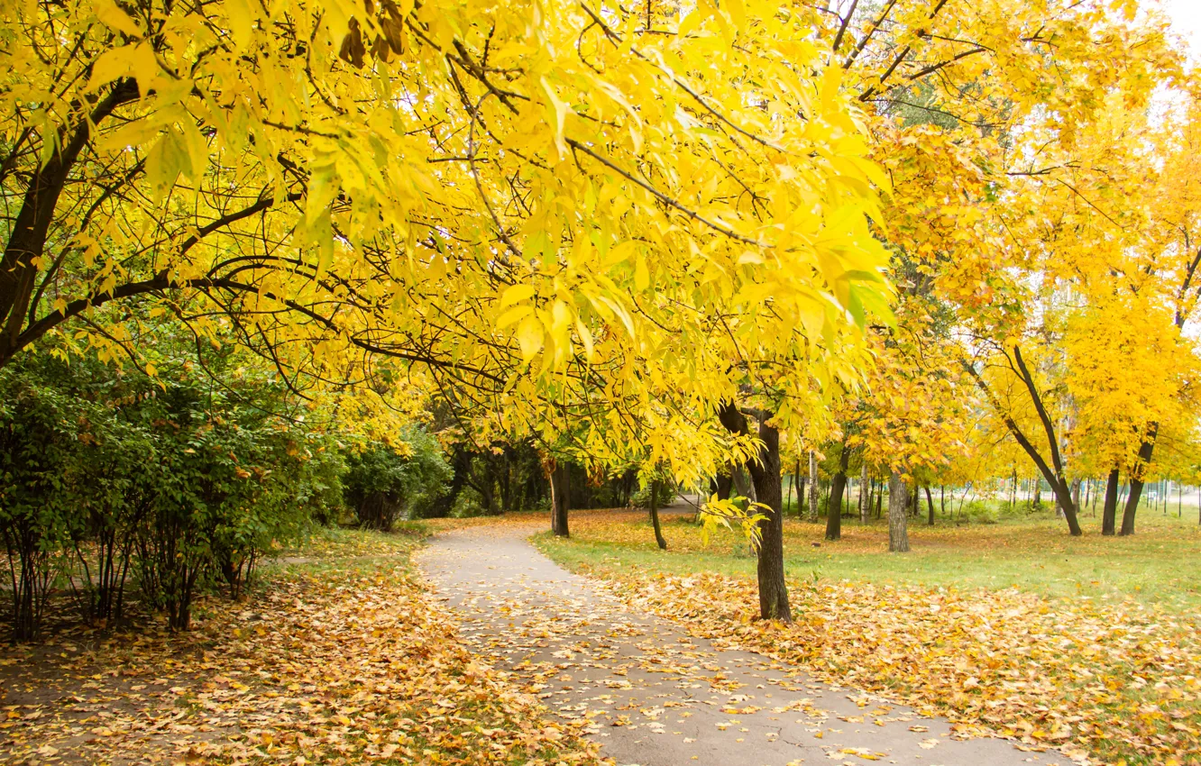 Фото обои осень, листья, деревья, парк, тропа, nature, yellow, park