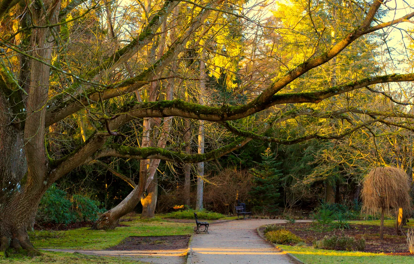 Фото обои trees, park, alley