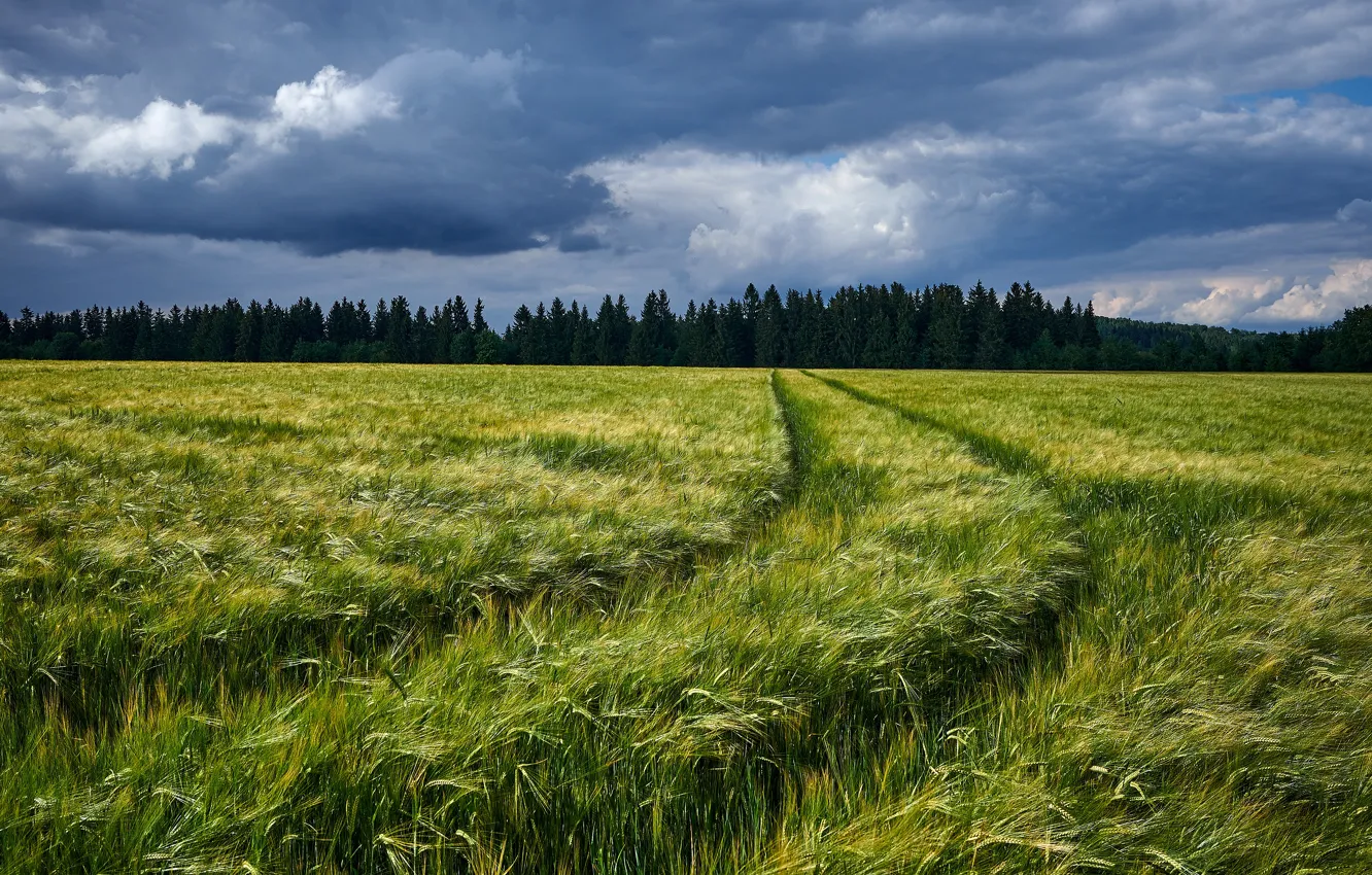 Фото обои дорога, поле, лес, тучи, рожь, колея, колосья, ржаное поле