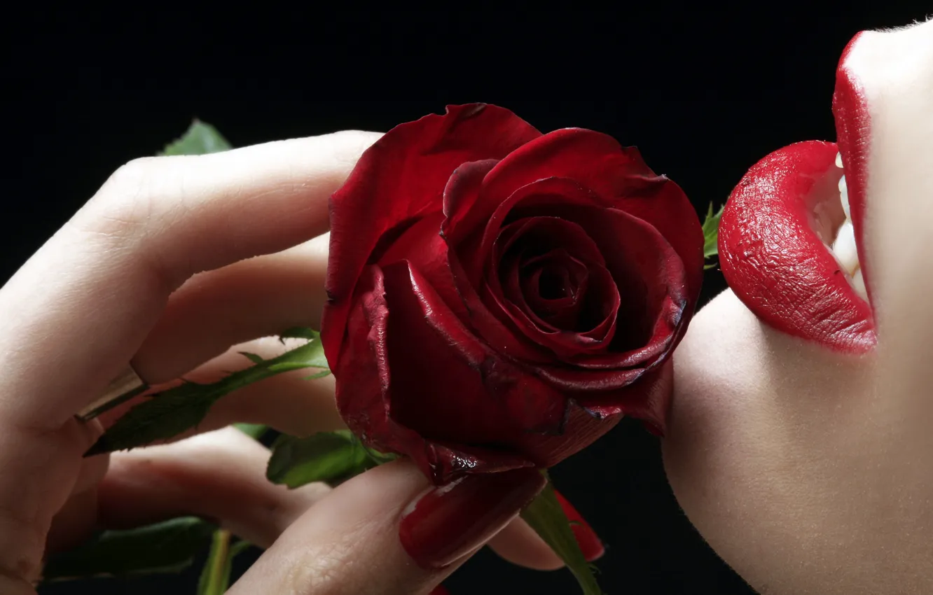 Фото обои роза, губы, пальцы
