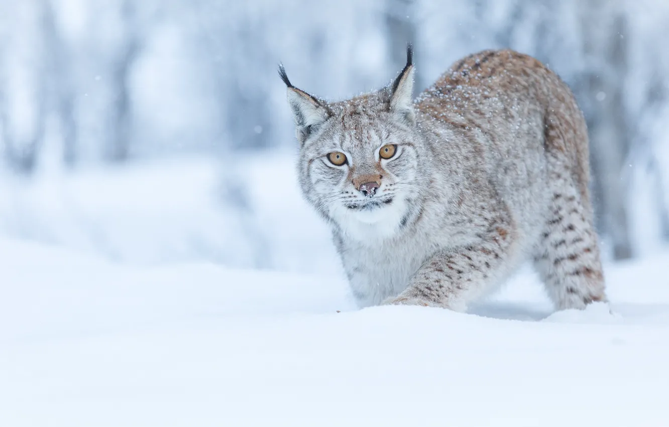 Фото обои зима, лес, кошка, снег, рысь, дикая природа