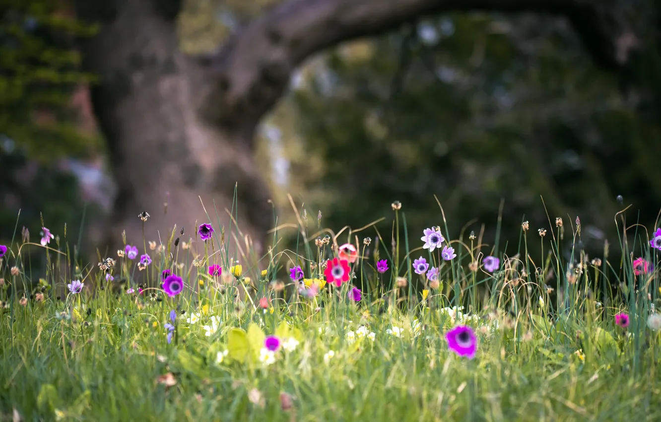 Фото обои лето, цветы, природа