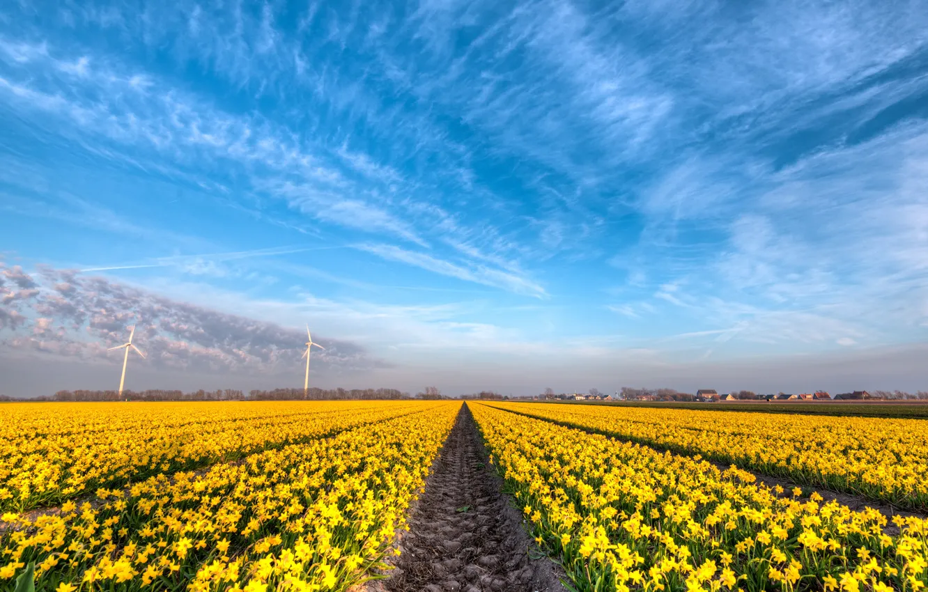 Фото обои поле, облака, цветы, синева, красота, весна, желтые, простор