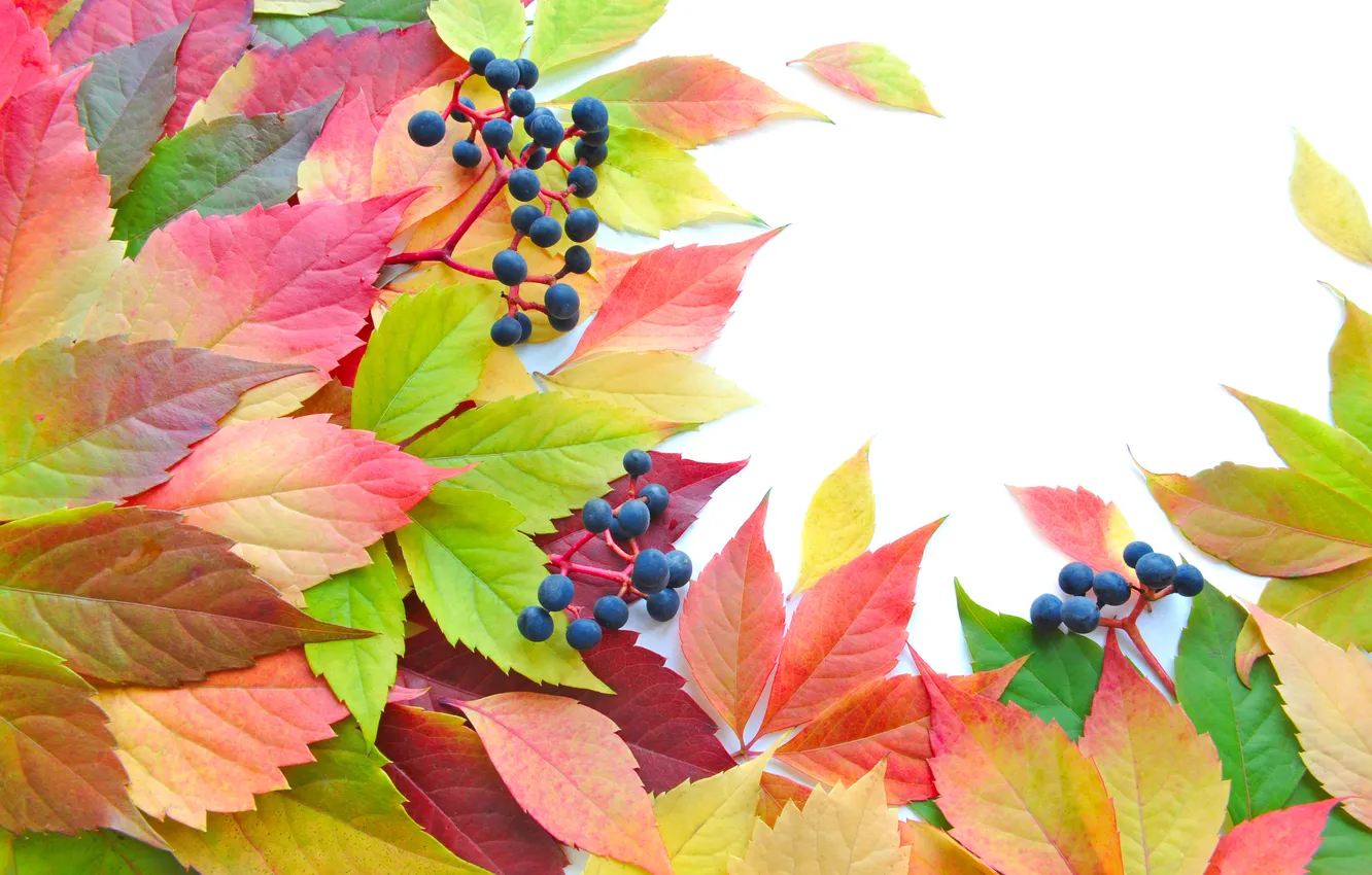 Фото обои осень, листья, ягоды, яркость