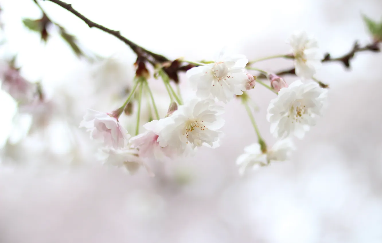 Фото обои цветы, природа, веточка, цвет, весна, размытость, сакура, белая