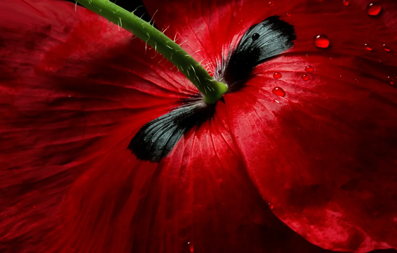 Фото обои цветок, капли, макро, красный, мак, лепестки, стебель