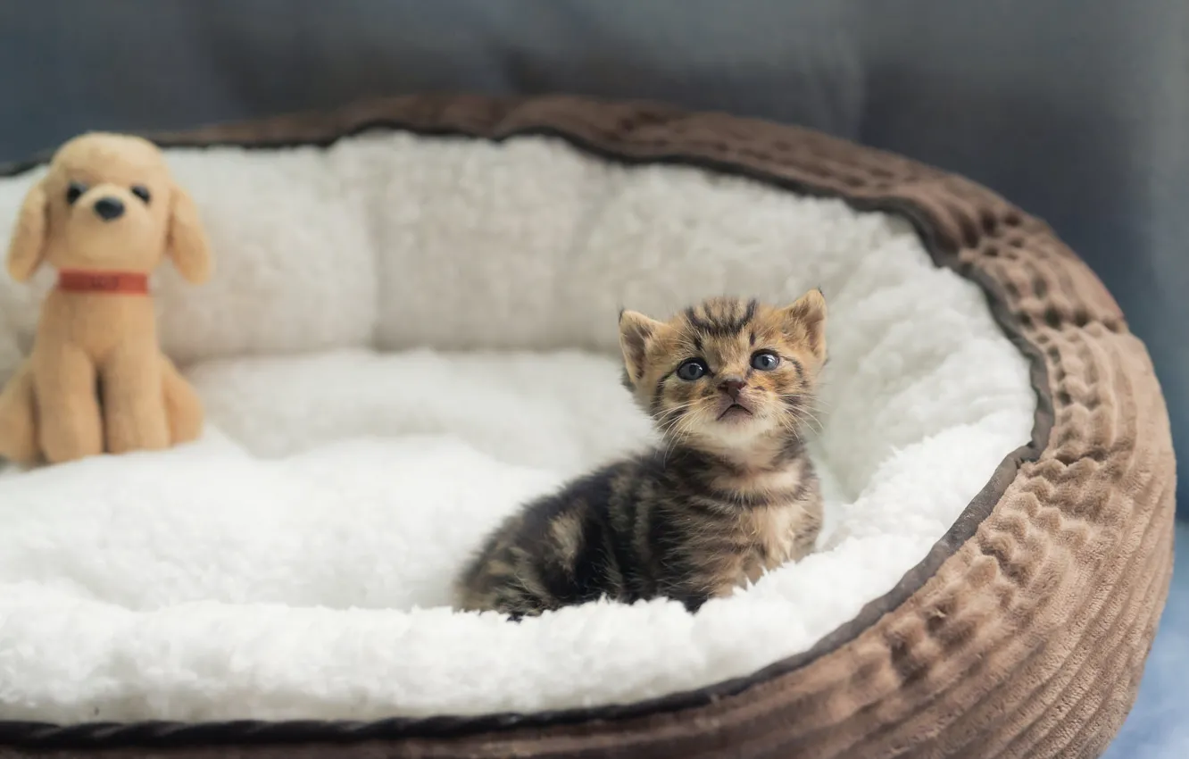Фото обои кошка, котенок, игрушка, малыш, мех, собачка, лежанка, табби