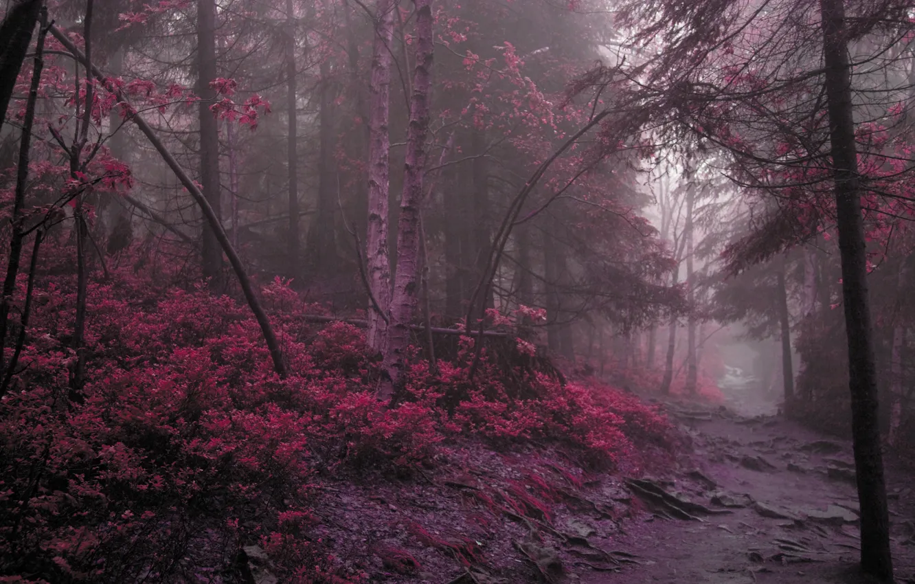 Фото обои дорога, лес, фиолетовый