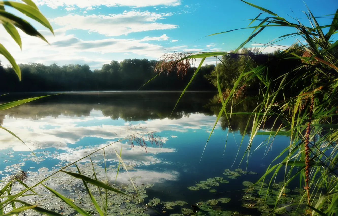 Фото обои лес, озеро, отражение, камыш