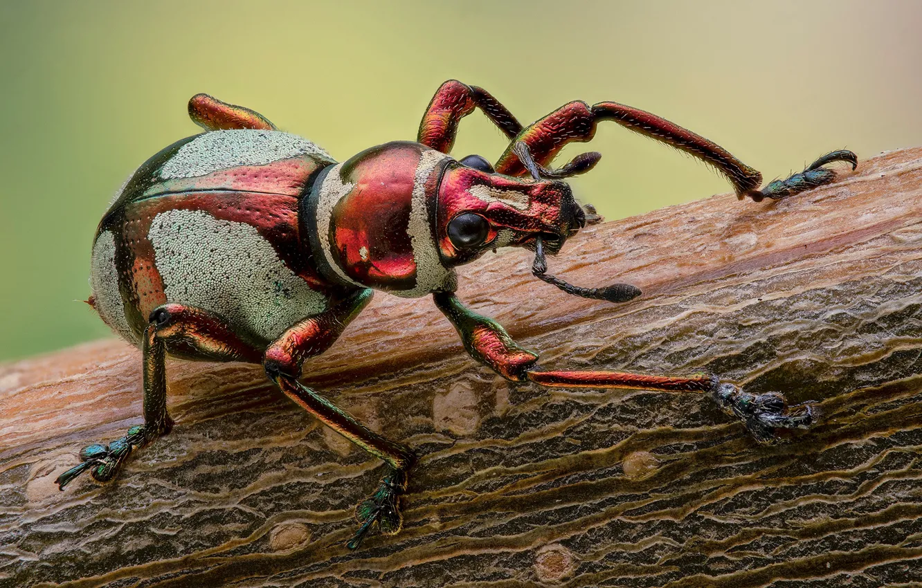 Фото обои макро, красный, фон, жук, стебель, насекомое, долгоносик