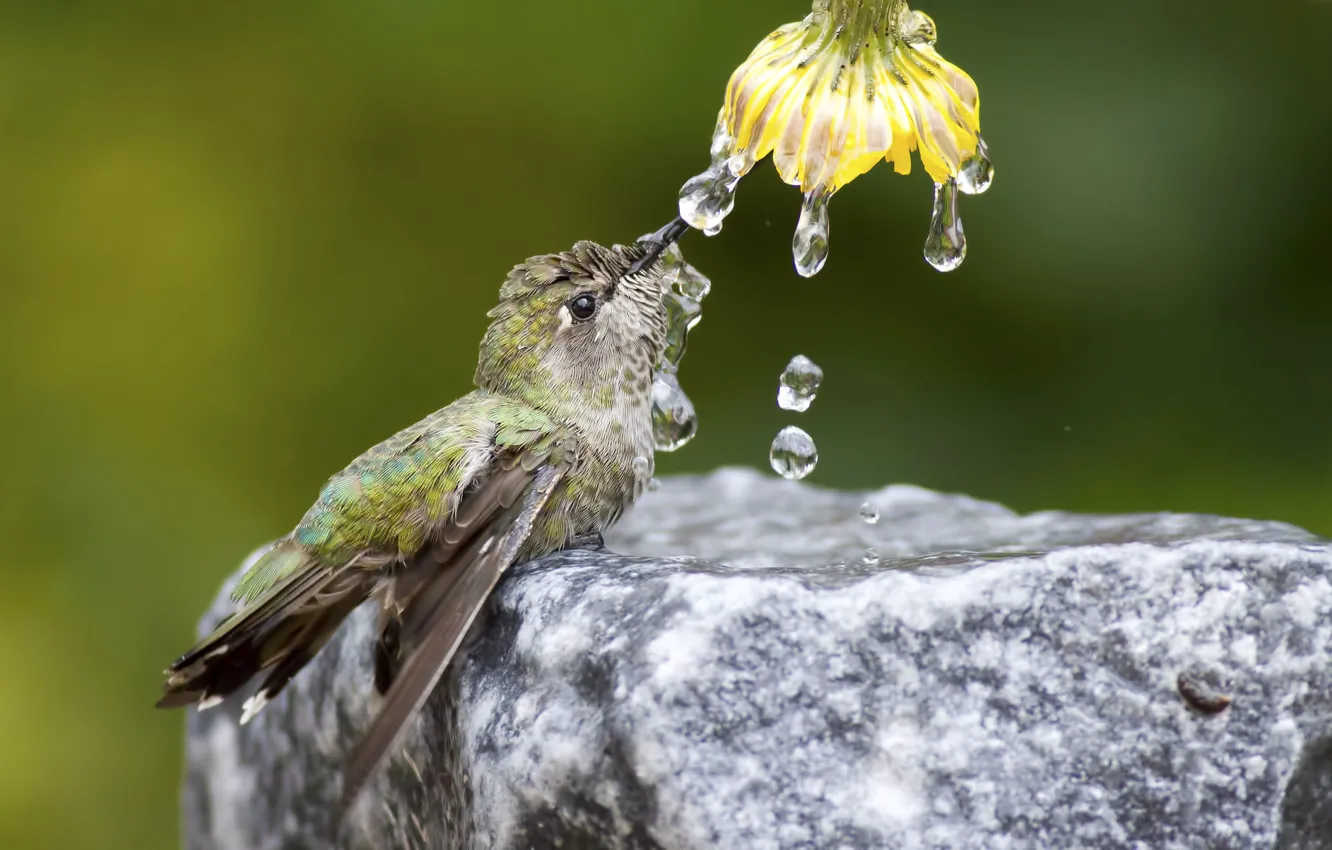 Фото обои цветок, вода, капли, природа, птица, камень, колибри