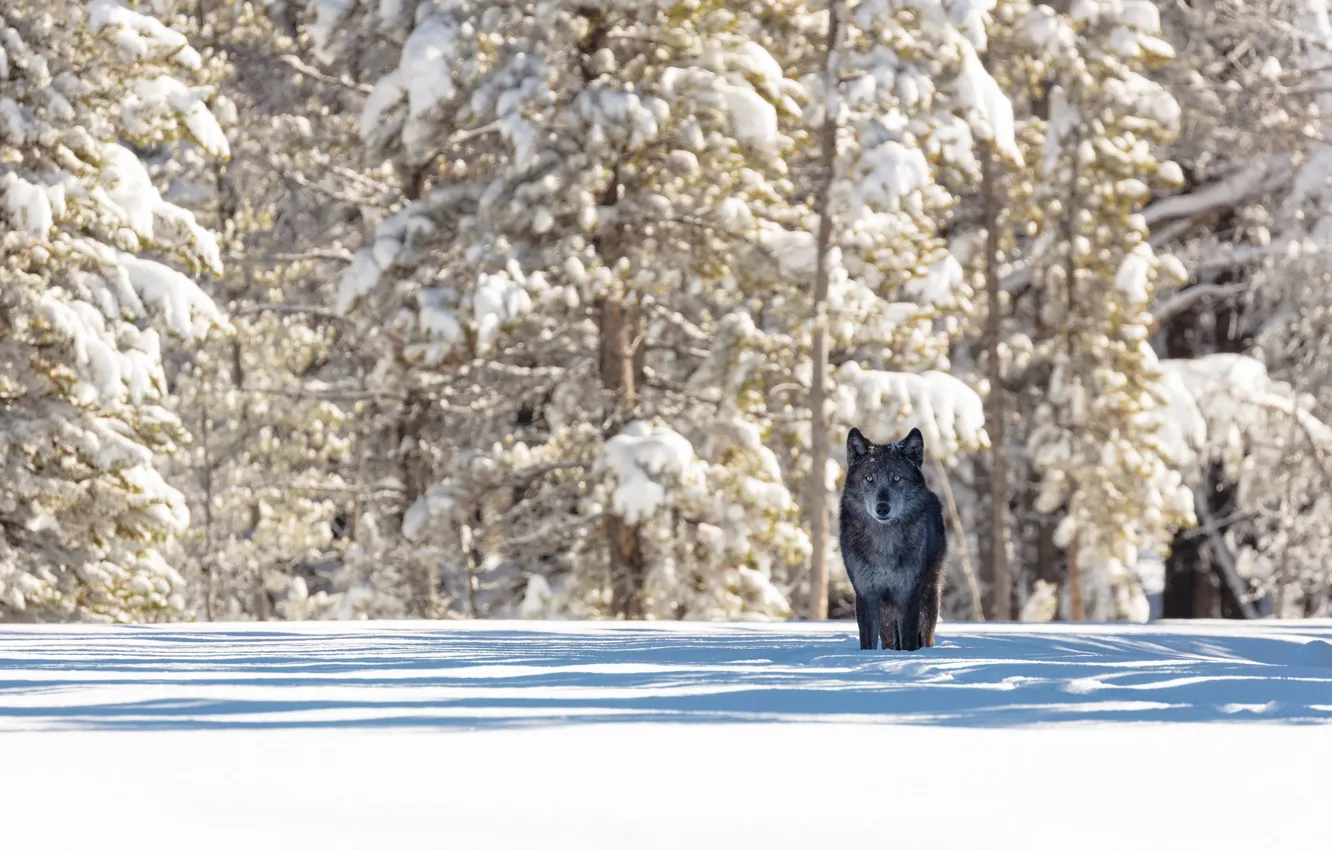 Фото обои зима, лес, снег, природа, животное, волк, хищник