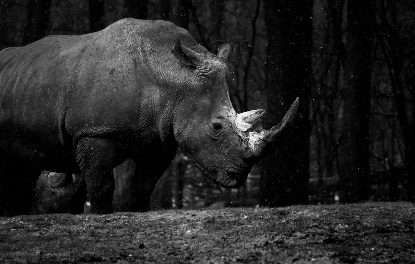 Фото обои animal, wild life, rhinosaurus, africa