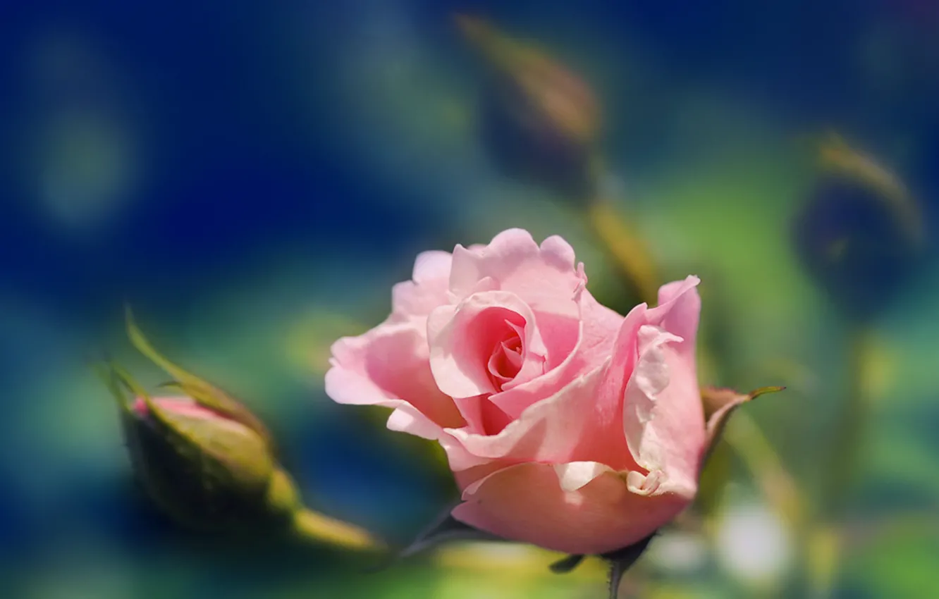 Фото обои роза, размытость, бутон, Розовая