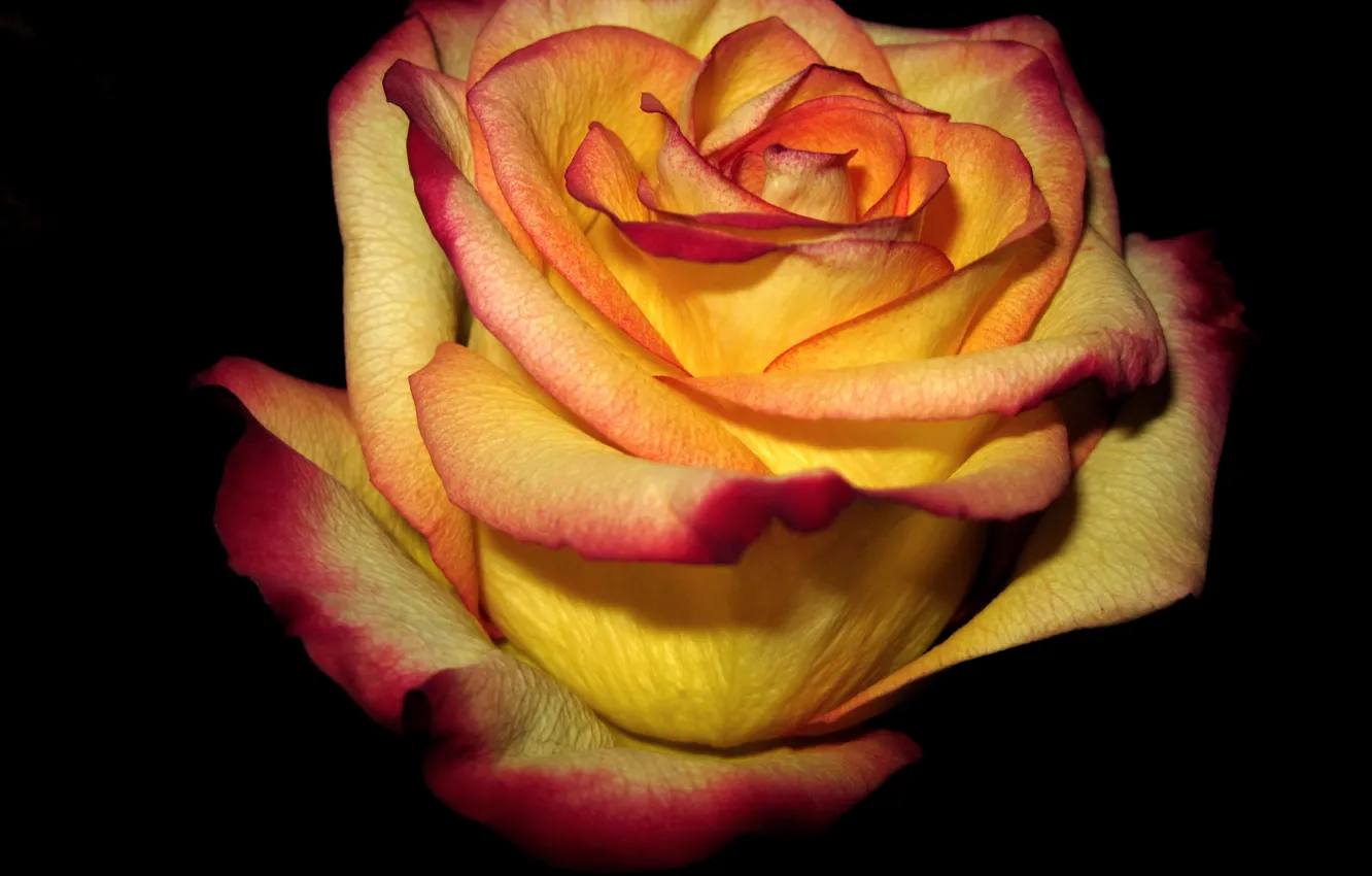 Фото обои фон, темный, роза, Желтая, красные, края