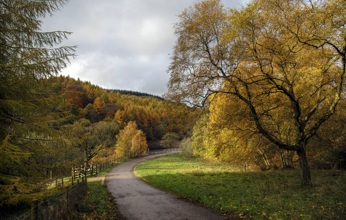 Фото обои дорога, осень, лес, деревья, Англия
