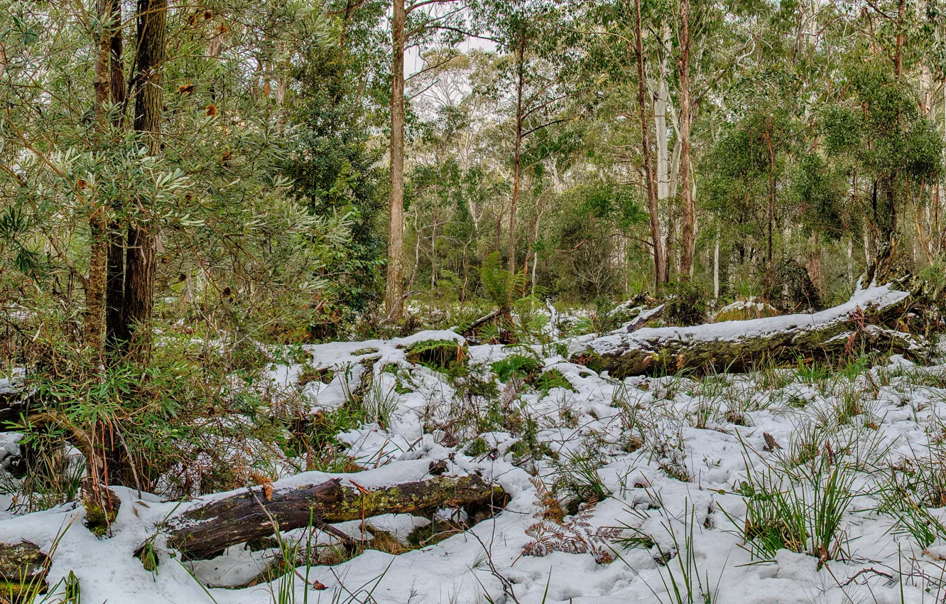 Фото обои лес, трава, снег, деревья, парк, Австралия, Barrington Tops National Park