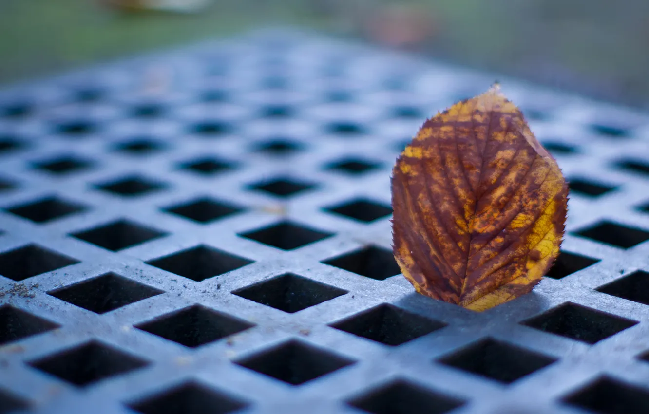 Фото обои осень, листок, решетка, © Ben Torode