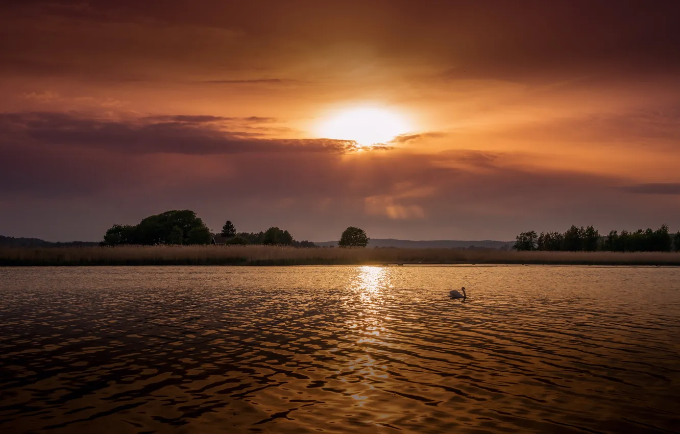 Фото обои пейзаж, закат, озеро, лебедь