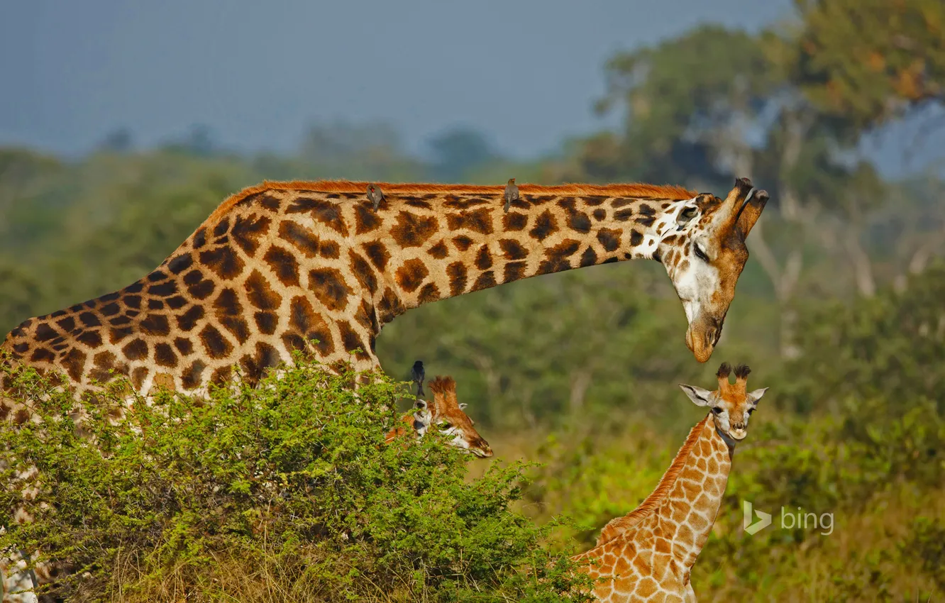 Фото обои семья, жираф, Африка