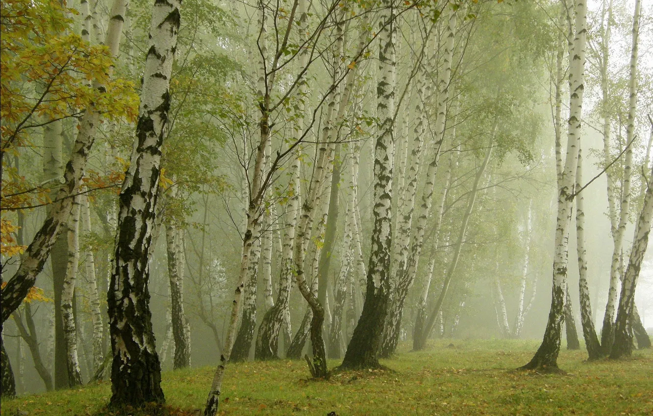 Фото обои трава, природа, туман, берёзы