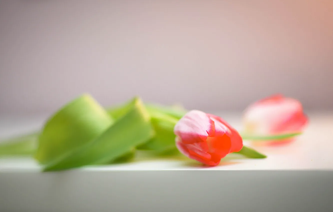 Фото обои цветок, фон, тюльпан