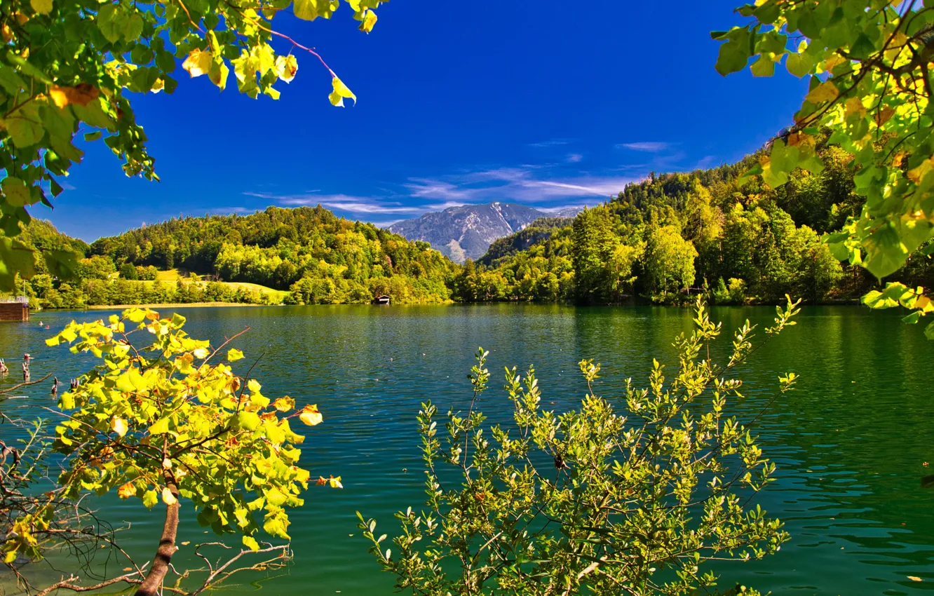 Фото обои деревья, пейзаж, горы, ветки, природа, озеро, Германия, Бавария