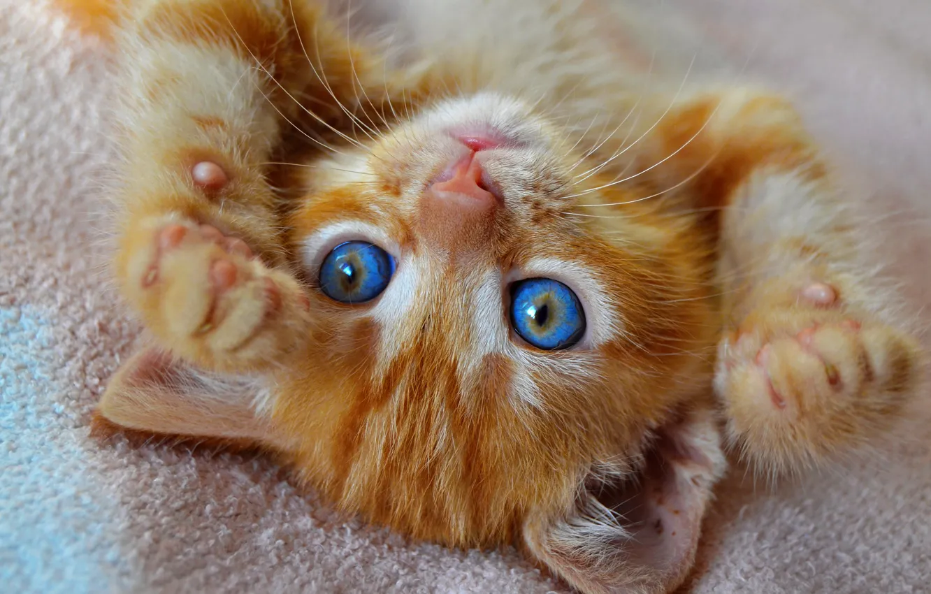 Фото обои глаза, кот, котенок, лапки, голубые, милый, лежит