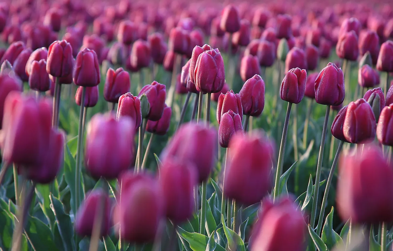 Фото обои поле, капли, цветы, роса, весна, тюльпаны, розовые, бутоны