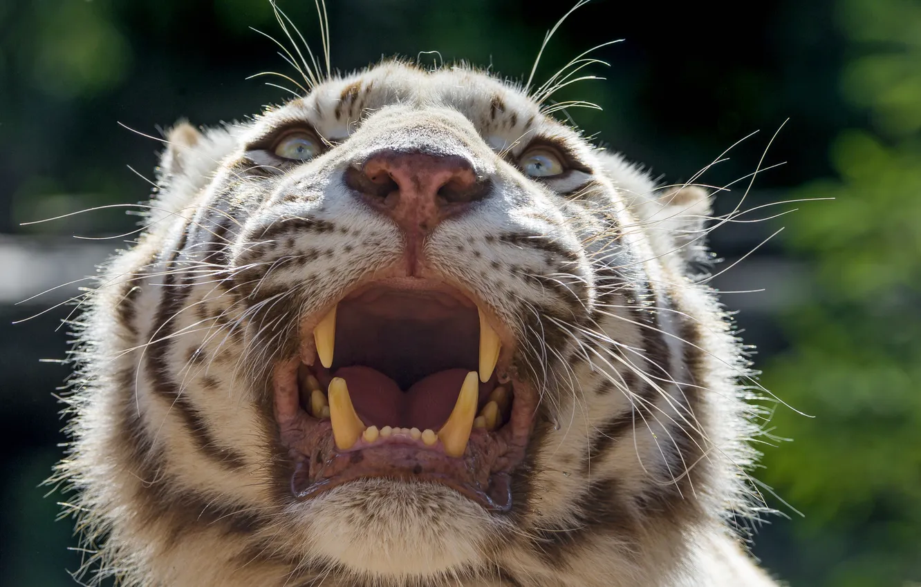 Фото обои кошка, морда, клыки, оскал, белый тигр, ©Tambako The Jaguar