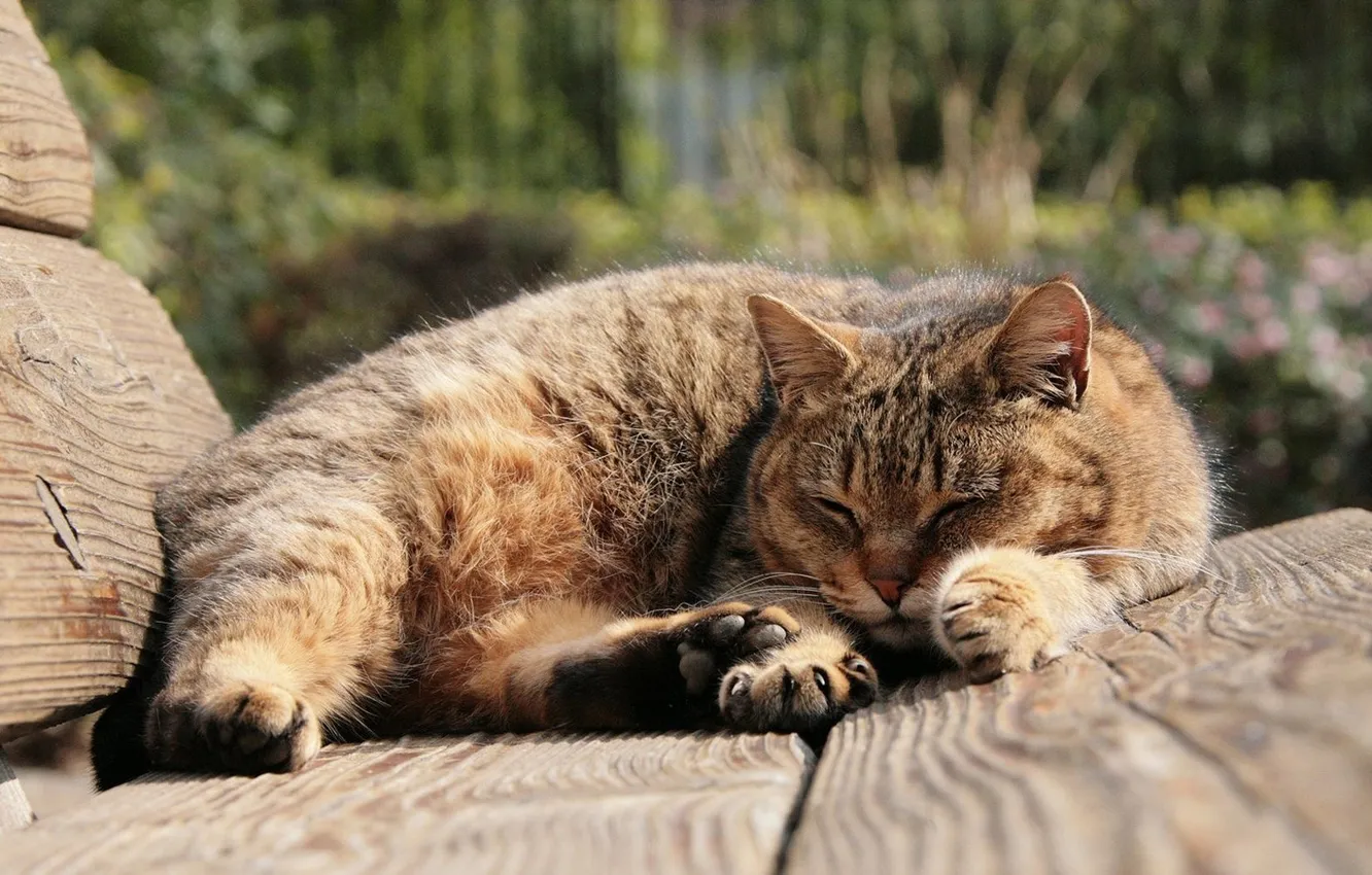 Фото обои кот, сон, лавочка, коричневый, улича