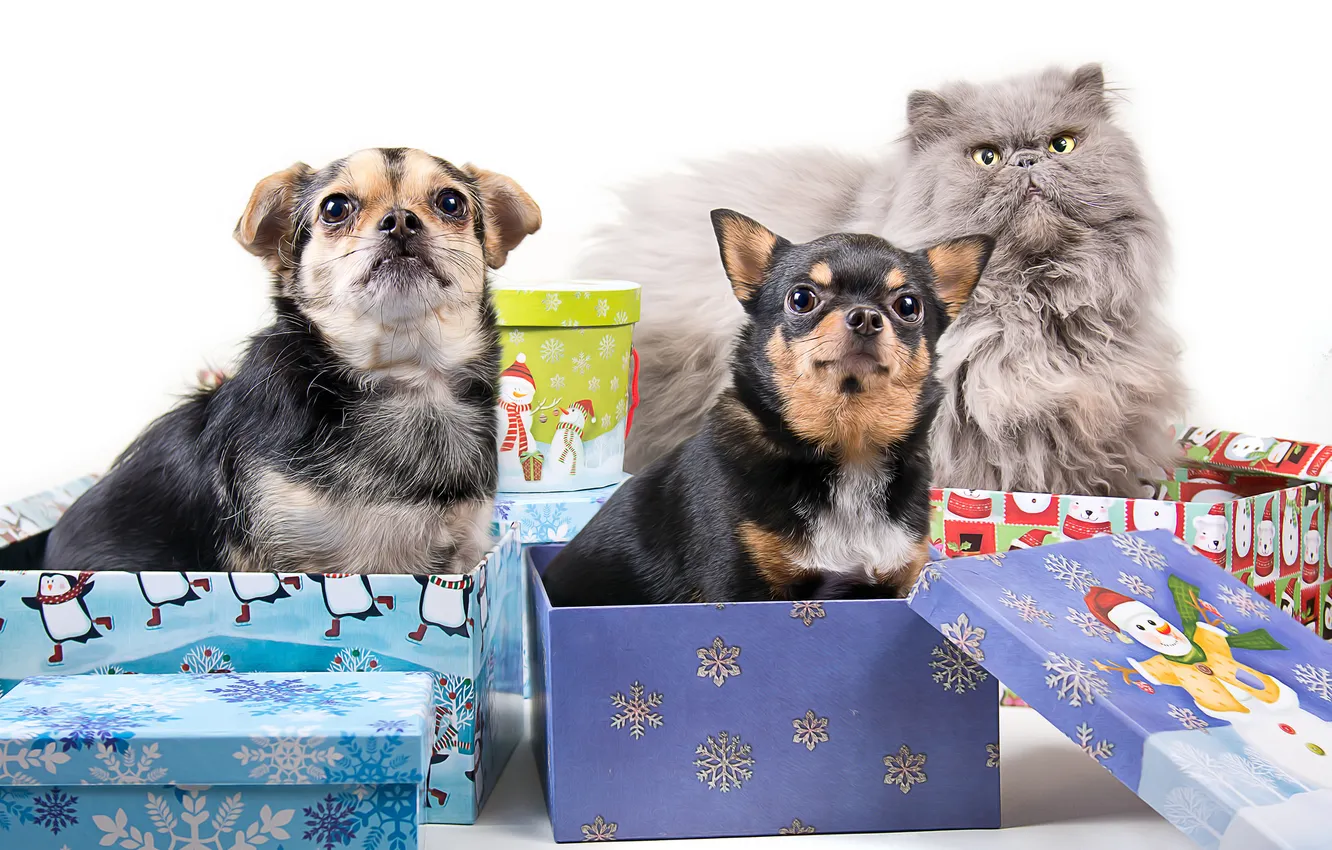 Фото обои собаки, кот, обработка, подарки, коробки, разные вместе