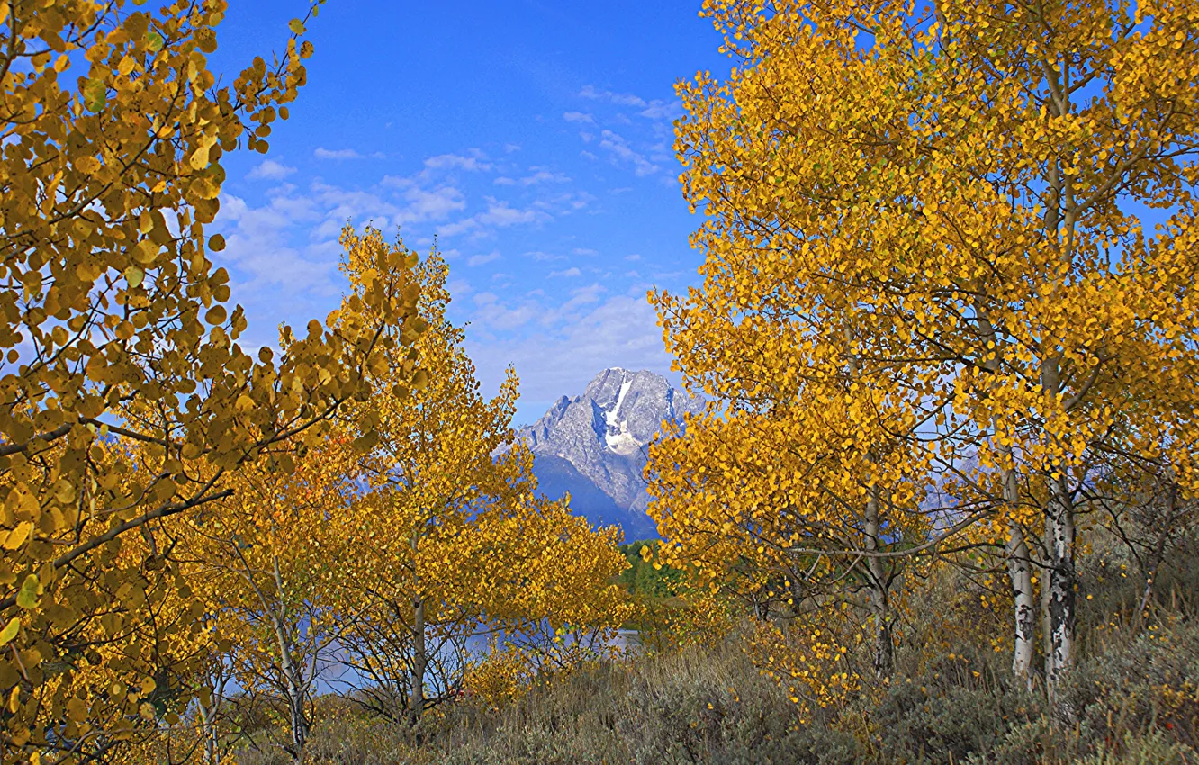 Фото обои осень, небо, листья, деревья, горы, Вайоминг, США, grand teton national park