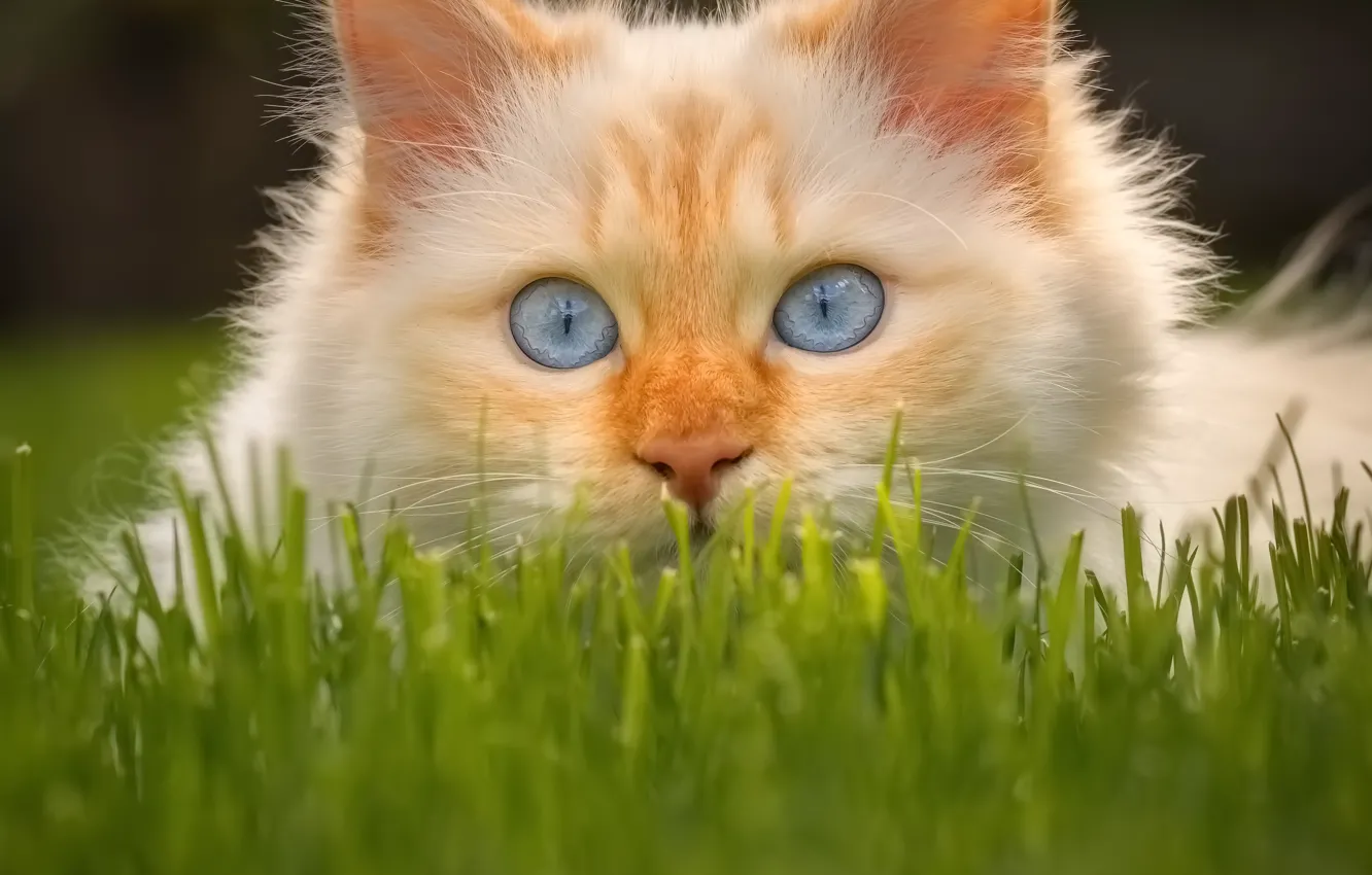 Фото обои кошка, трава, взгляд, мордочка, голубые глаза, котейка