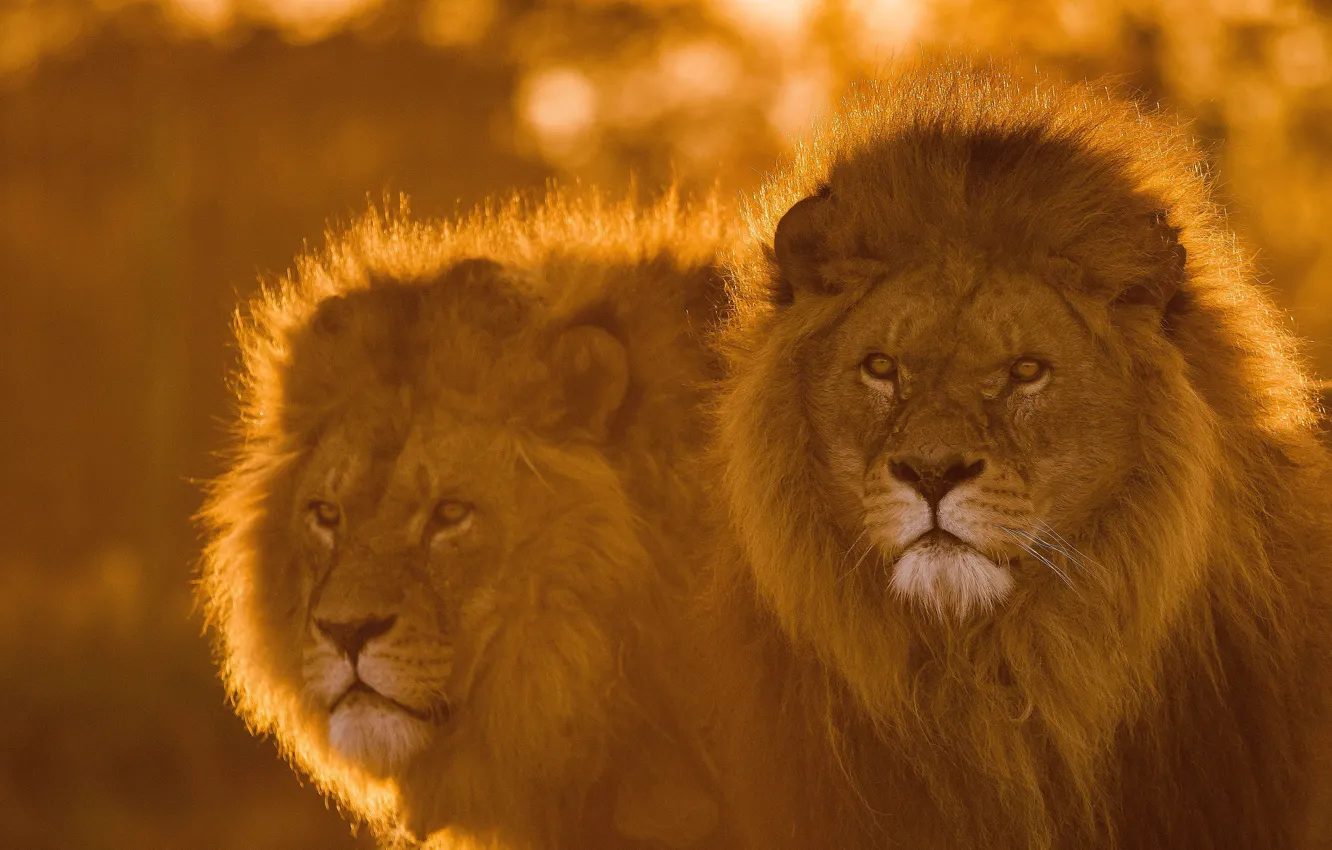 Фото обои взгляд, морда, лев, пара, грива, царь зверей, львы, дикая кошка