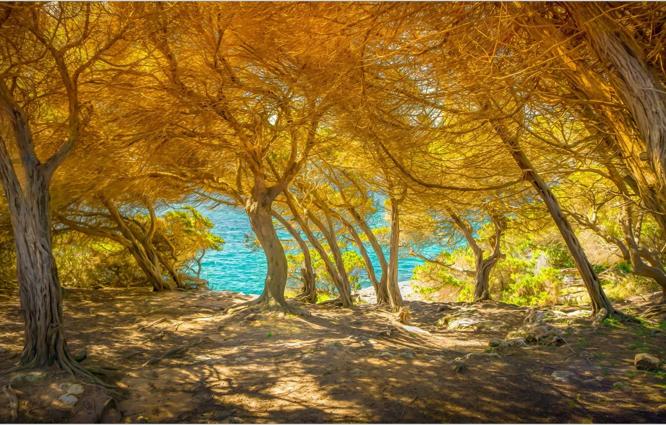 Фото обои море, деревья, Италия, Сардиния