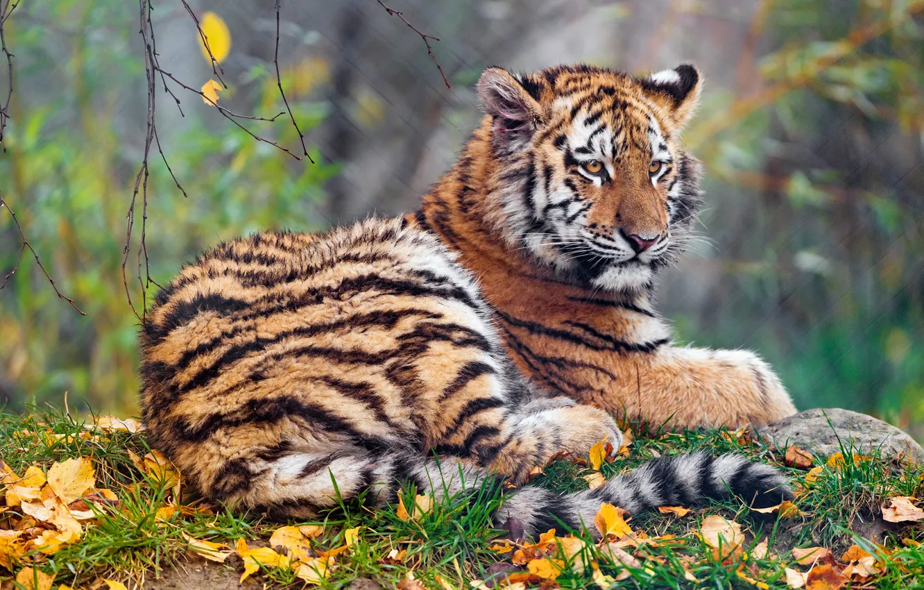Фото обои осень, взгляд, морда, листья, природа, тигр, фон, листва