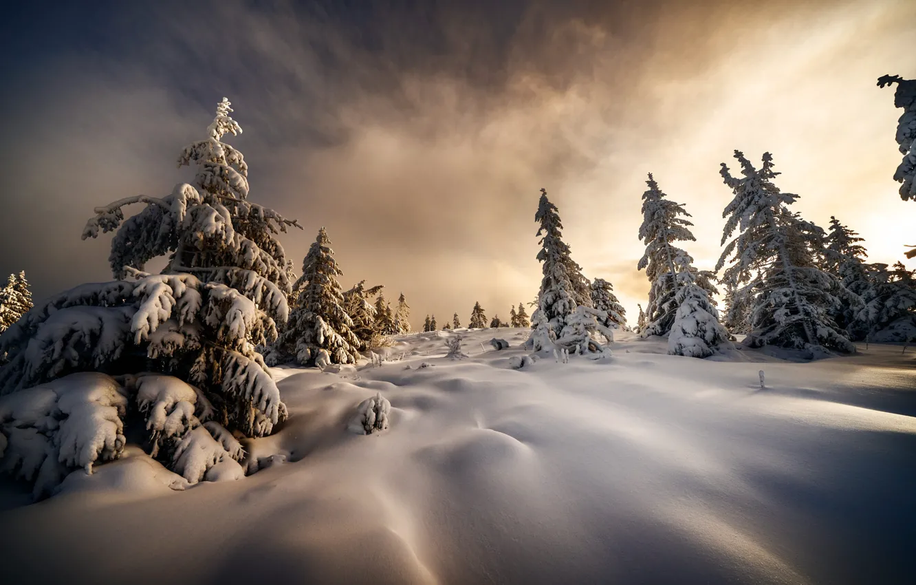 Фото обои зима, снег, деревья, пейзаж, природа, утро, ёлочки, Robert Didierjean