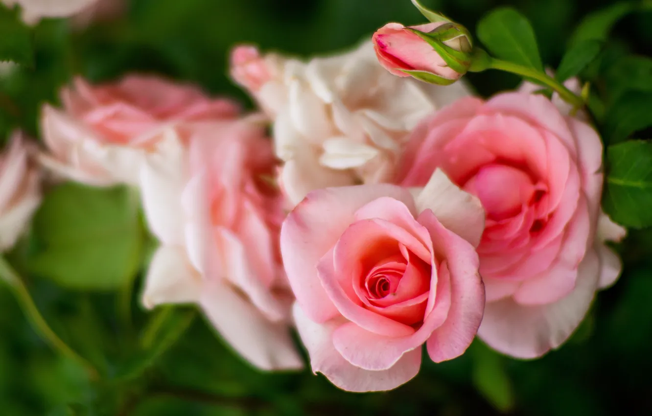 Фото обои листья, розы, размытие, ветка, сад, бутон, нежные, розовые
