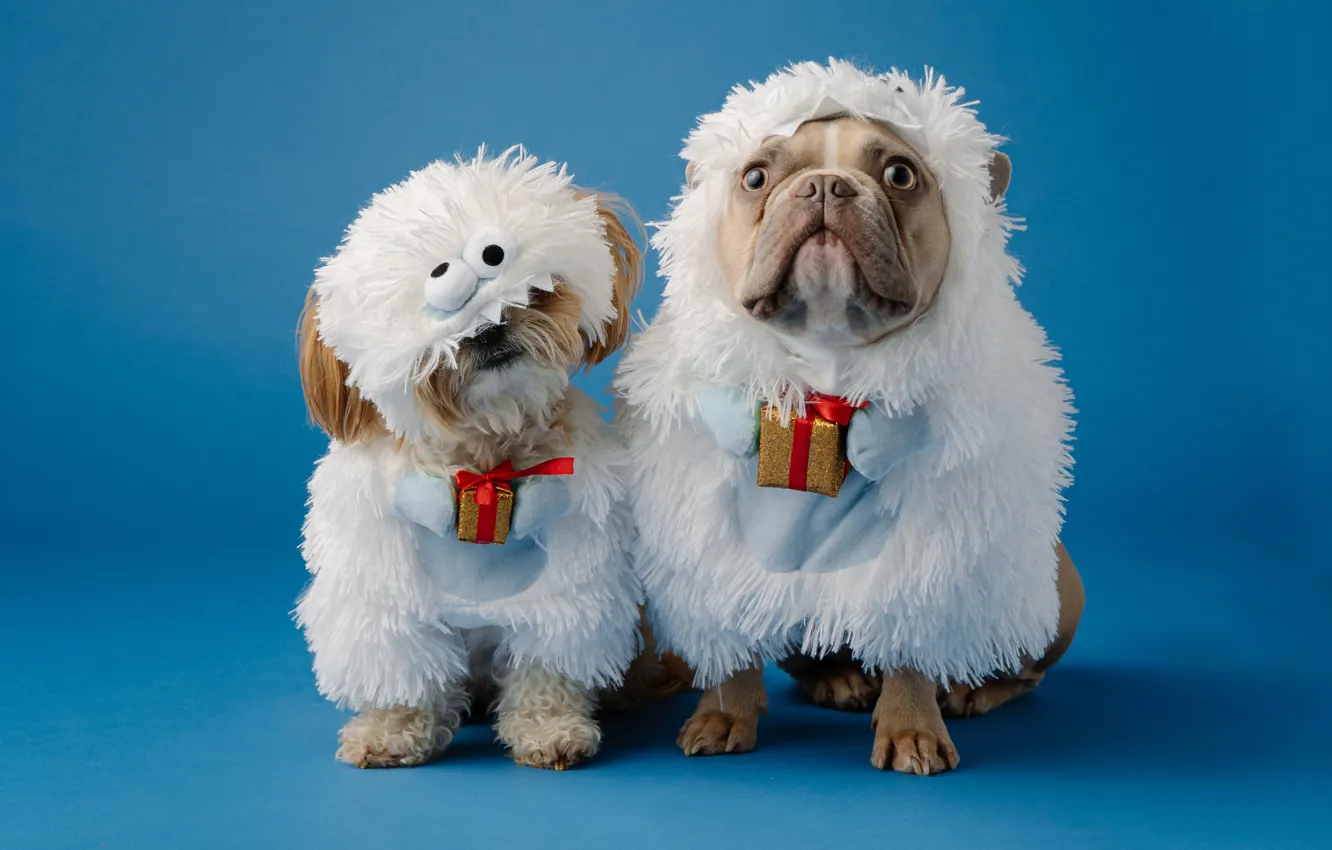 Фото обои собаки, овцы, собака, Рождество, костюм, Новый год, овечки, парочка