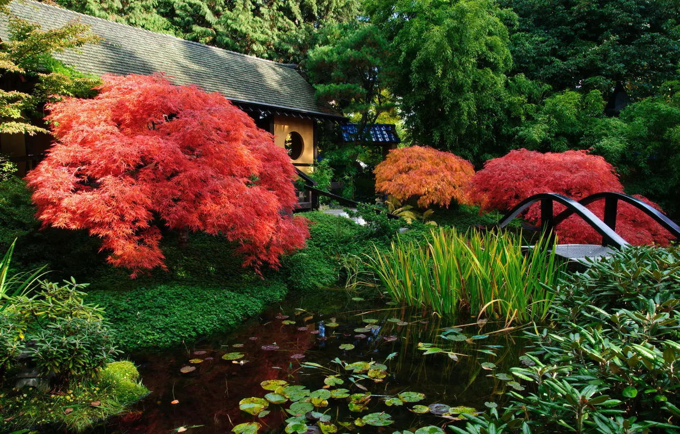 Фото обои пруд, сад, Японский