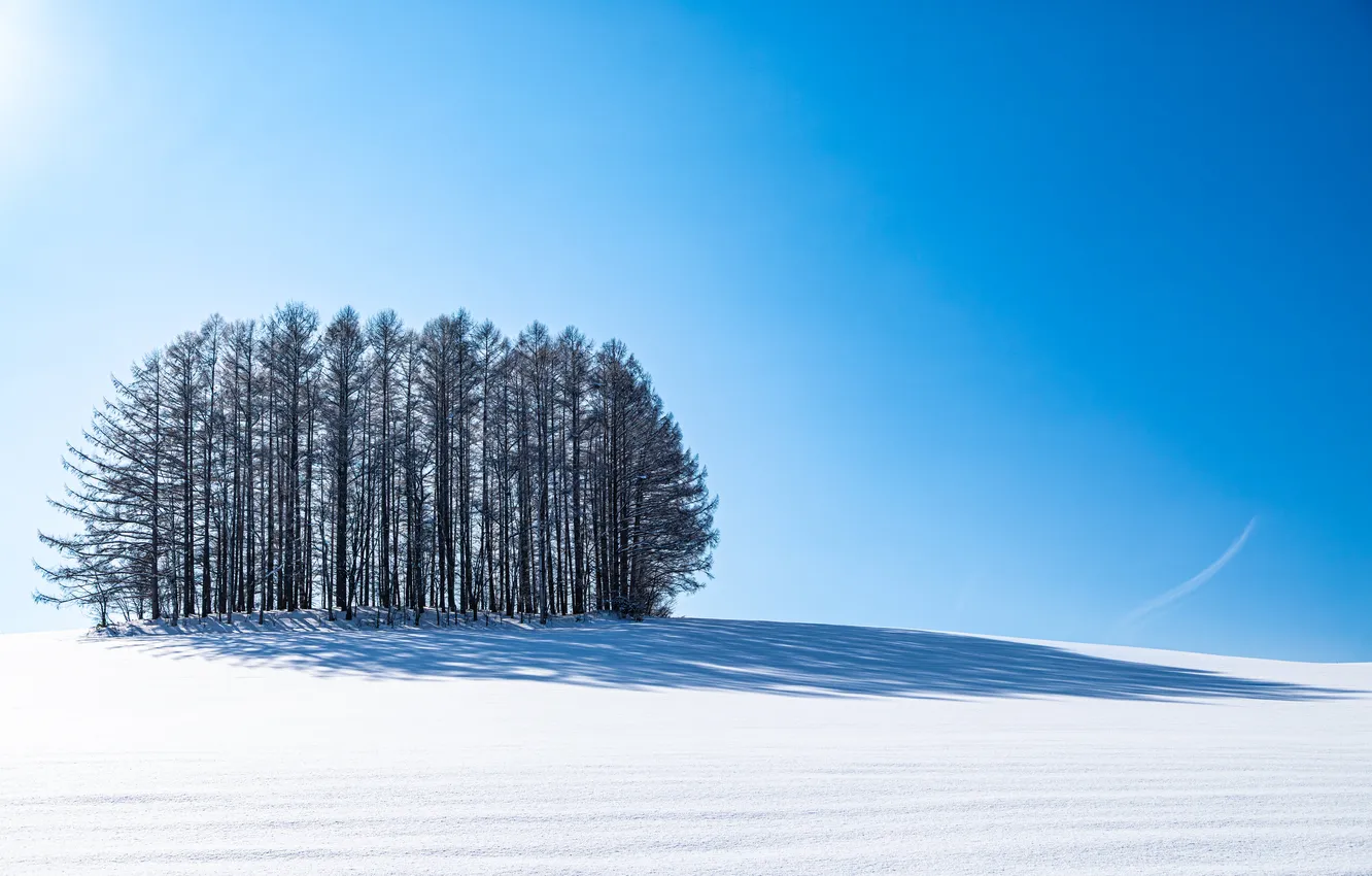 Фото обои зима, снег, природа