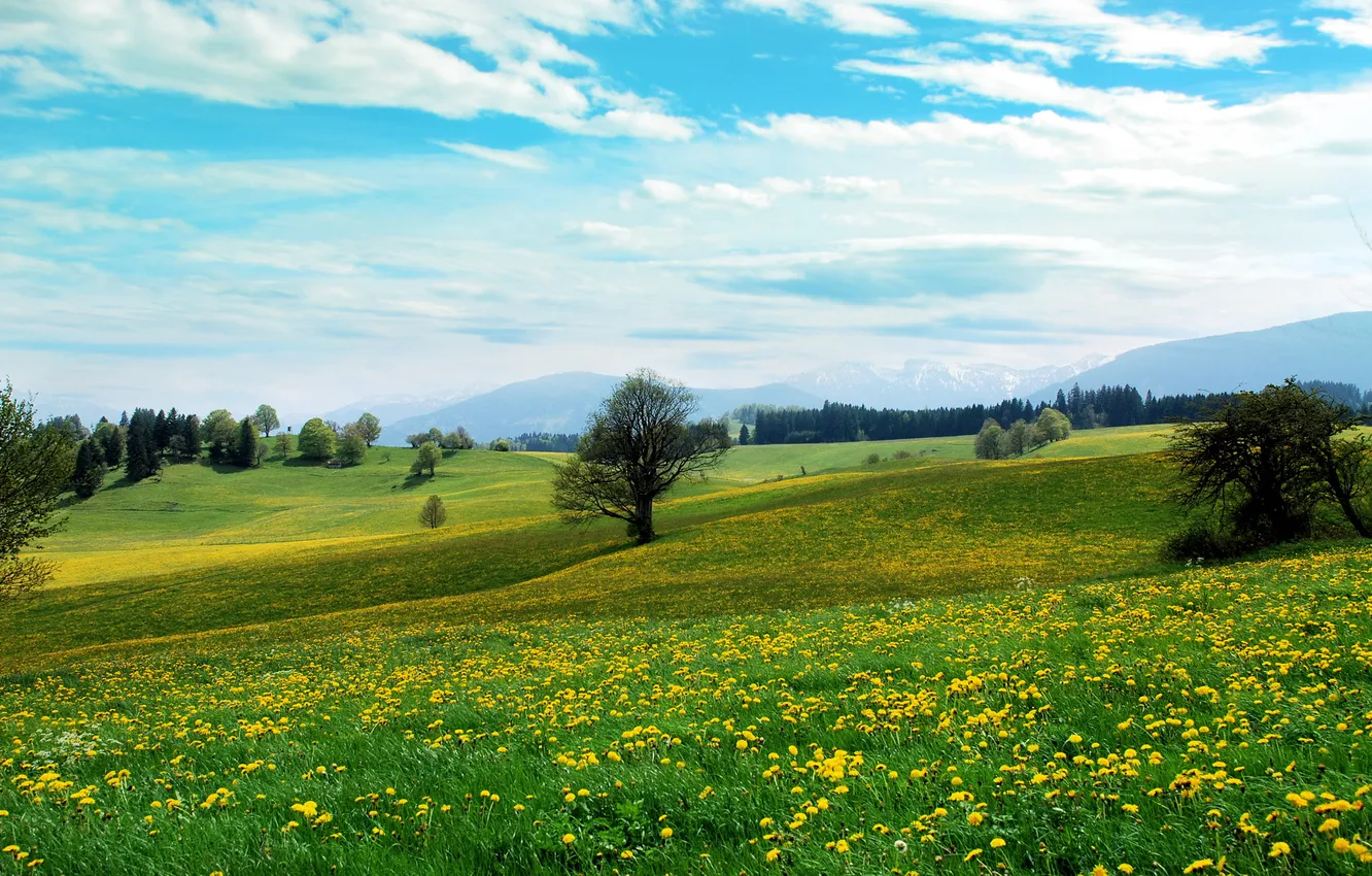 Фото обои трава, облака, деревья, цветы, природа, холмы, поляна, пейзажи