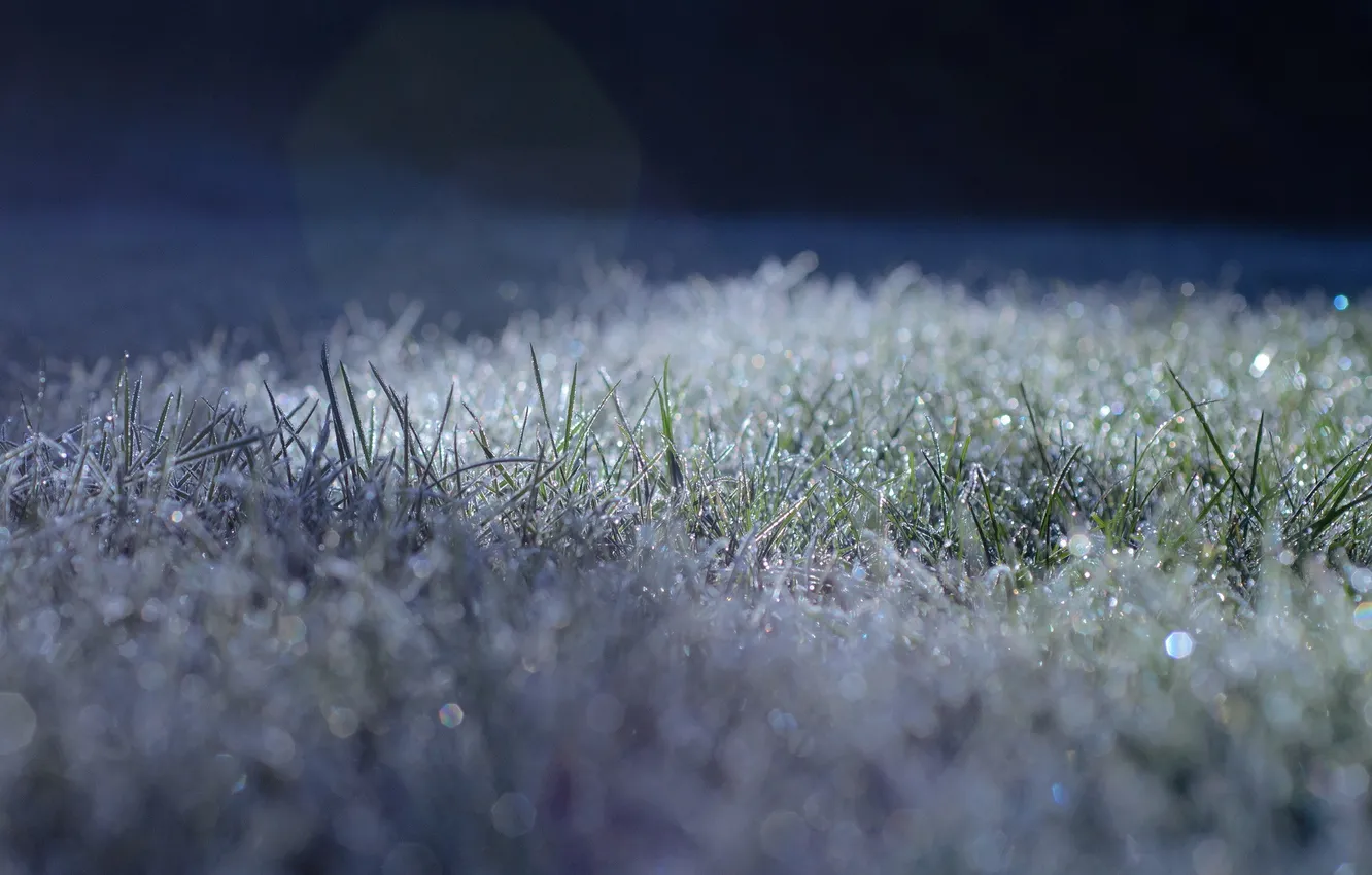Фото обои иней, трава, свет, блики, заморозки