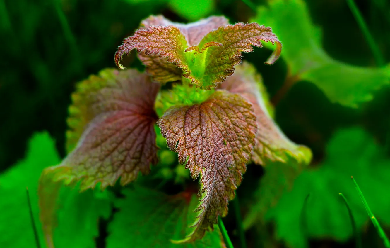 Фото обои spring, leaf, plant