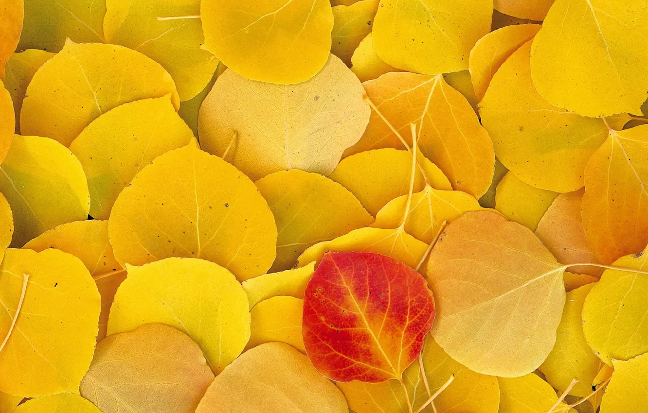 Фото обои Осень, Листья, Желтые