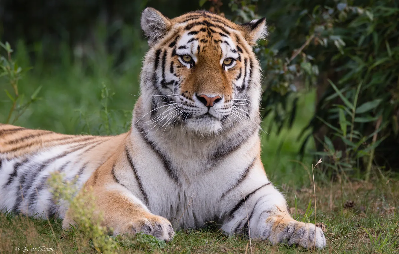 Фото обои природа, тигр, животное, отдых